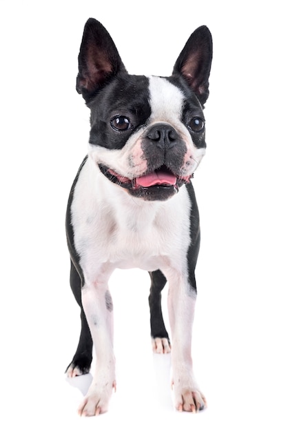 Boston terrier in studio