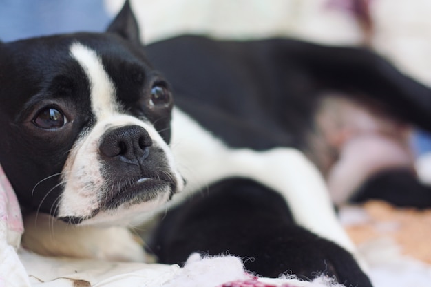 Boston Terrier Madre