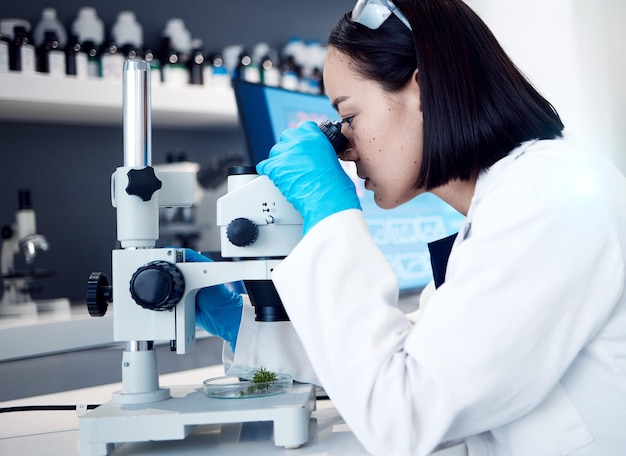 Botanica scienza microscopio analisi delle piante o ricerca scientifica per droghe farmaceutiche naturali biotecnologia innovazione o ecologia Laboratorio di marijuana 420 CBD o donna asiatica studia foglia di cannabis