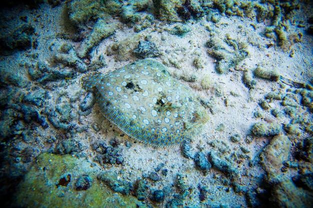 Bothus Lunatus di pesce piatto