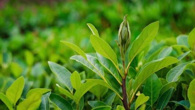 Botoni e foglie di tè verde piantagioni di tè verde sullo sfondo della natura mattutina