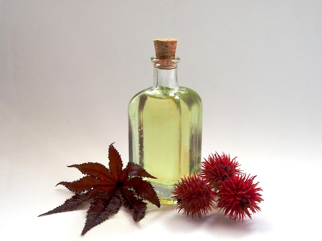 Bottiglia di olio di ricino con bei frutti e foglie di semi di ricino su sfondo bianco