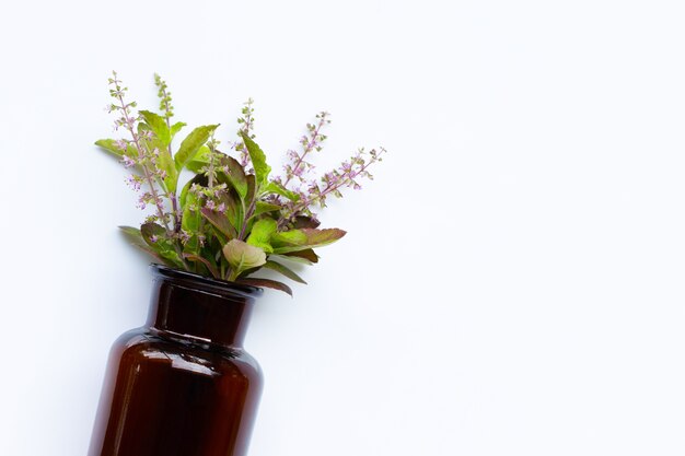 Bottiglia di olio essenziale con foglie fresche di basilico santo e fiori su sfondo bianco.