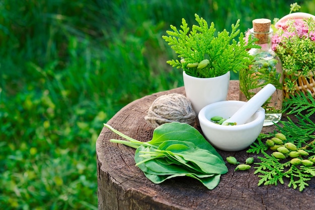 Bottiglia di tintura per infusione di Thuja o mortaio d'olio e foglie di piantaggine Erboristeria