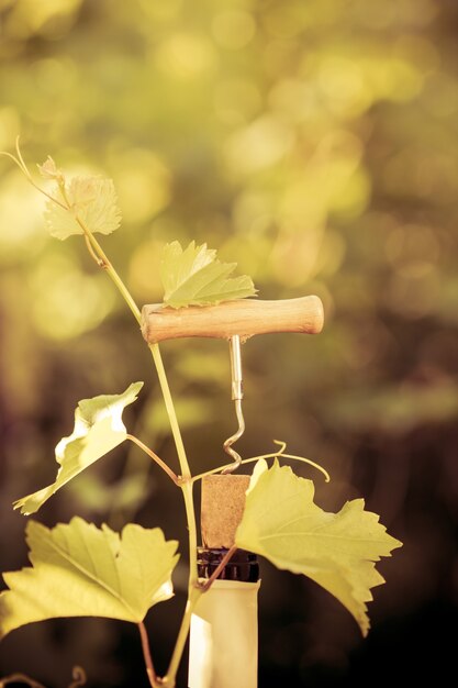 Bottiglia di vino e vite in autunno