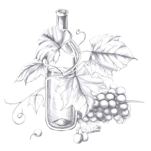 Bottiglia di vino intrecciata con la vite con un grappolo di bacche illustrazione a matita isolata in realistico