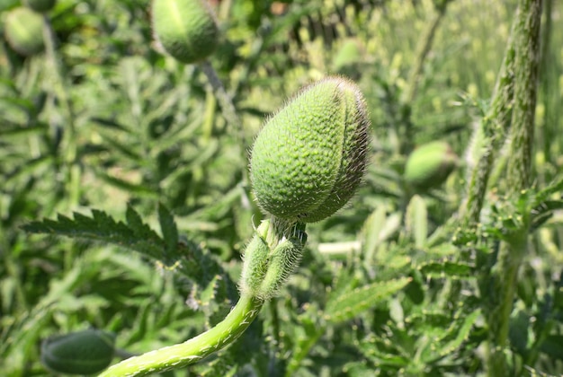 Botto verde di un papavero non aperto Fiori e piante