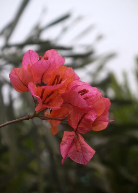 Bougainville_fiori_con senza foglie verdi