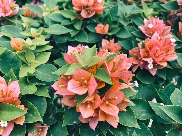 Bougainvillea arancione fiore di buganvillea buganvillea arancione È un fiore dall'aspetto bellissimo