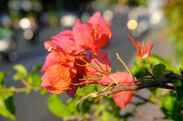 Bougainvillea fiori su una pianta