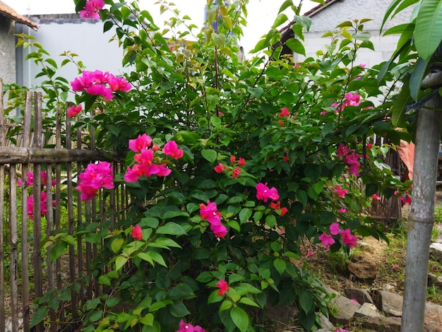 Bougainvillea Glabra è una pianta a fiore rosa con steli di forma irregolare