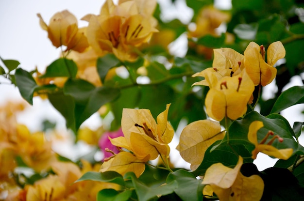 Bougainvillea hybrida o Bougainvillea Fiore di carta Fiore di carta Kertas