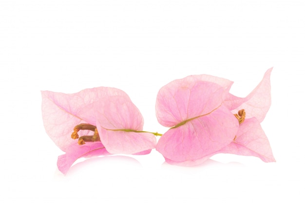 Bougainvillea isolato su sfondo bianco