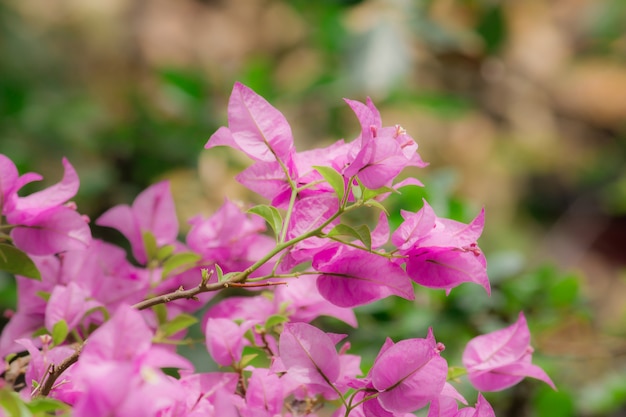 Bougainvillea, rosa, bouquet di fiori