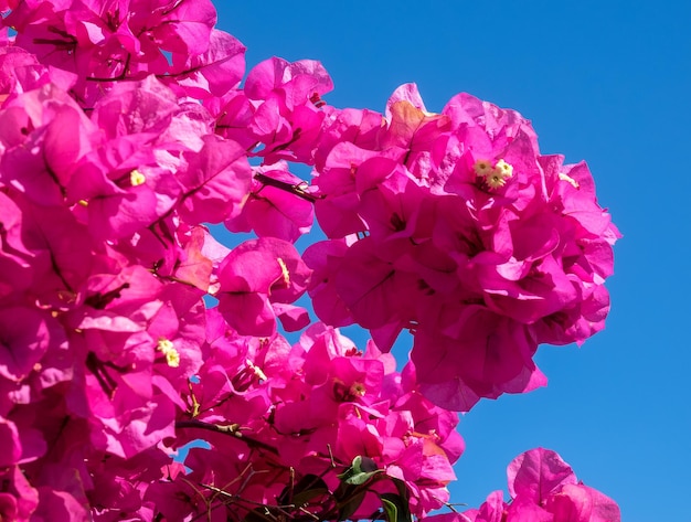 Bougainvillea rosa vibrante che fiorisce copiosamente a Marbella