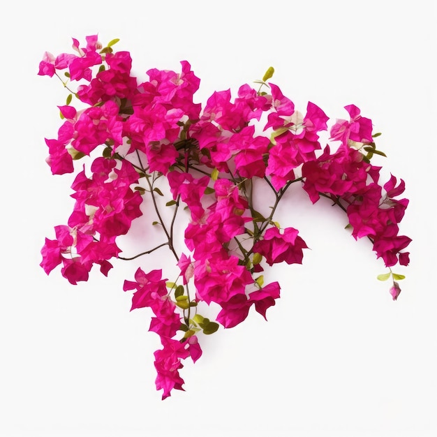 Bougainvillea su sfondo bianco