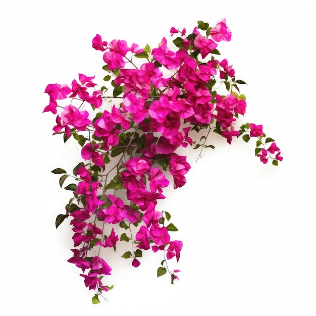 Bougainvillea su sfondo bianco