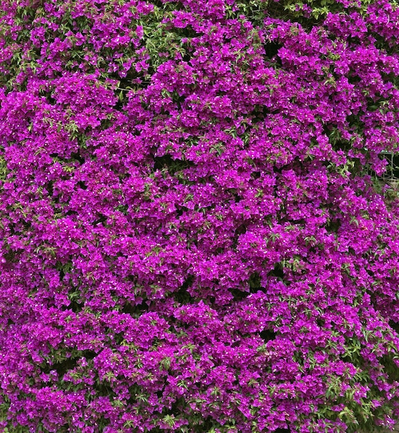 Bougainvillea