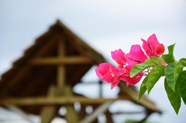 BougainvilleaFiore Di Carta