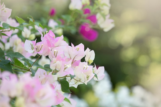 Bougainvilleas in mattinata con sfondo sfocato.