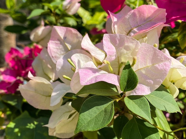 bouganville fiore di bouganville Fiore di carta Bougainvillea glabra Choisy bel fiore