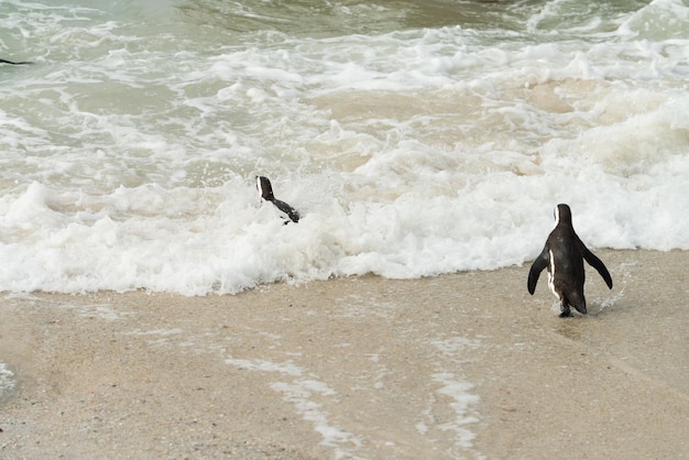 Boulders Beach colonia di pinguini Simonstown in Sud Africa