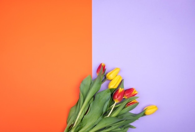 Bouquet colorato di tulipani primaverili su due sfondo di carta colorarancio e viola