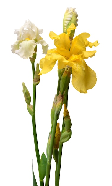 Bouquet crema e fiore di iris giallo isolato su sfondo bianco. Pasqua. Estate. Primavera. Vista piana e dall'alto. Amare. San Valentino. Motivo floreale, oggetto. Concetto di natura