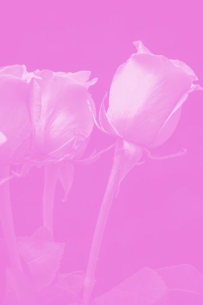 bouquet di belle rose colorate di rosa. composizione floreale