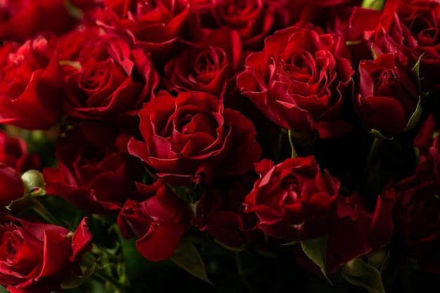 Bouquet di belle rose rosse Trend colore rosso classico San Valentino Messa a fuoco selettiva Rose sfondo sfondo