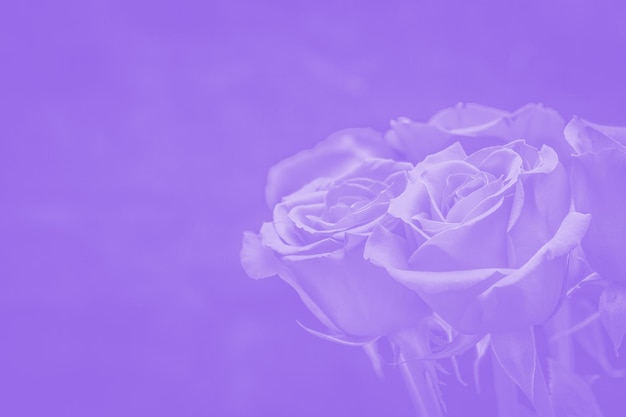 Bouquet di bellissime rose con sfumatura viola. composizione floreale
