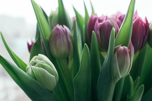 bouquet di bellissimi fiori di tulipano rosa e verde Concetto di evento di data di vacanza primaverile