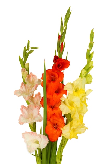 Bouquet di bellissimi gladioli colorati su sfondo bianco primo piano