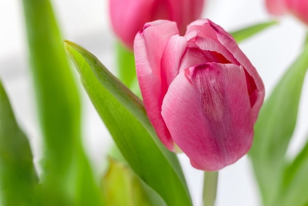 Bouquet di bellissimi tulipani rosa