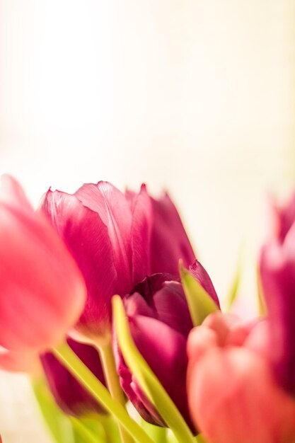 Bouquet di bellissimi tulipani sfondo floreale