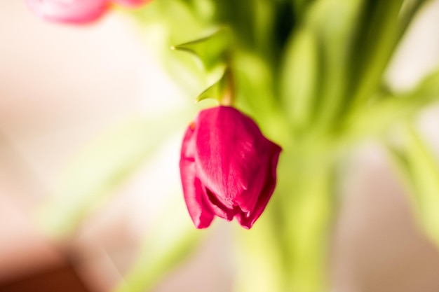 Bouquet di bellissimi tulipani sfondo floreale