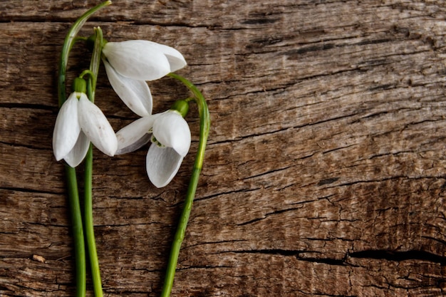 Bouquet di bucaneve bianchi su fondo in legno rustico