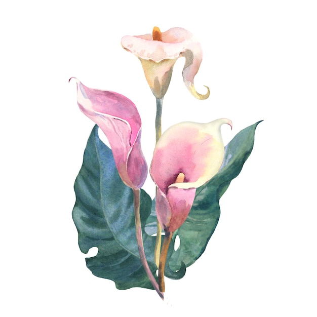 Bouquet di calle tropicali fiori e foglie pittura ad acquerello illustrazione botanica isolato wh