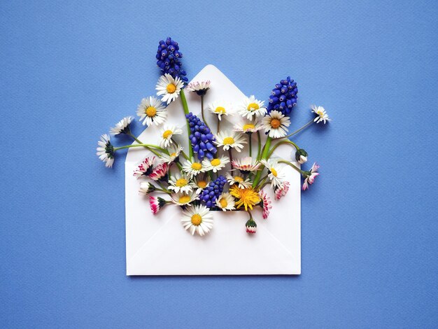 Bouquet di camomille fiori primaverili e giacinto d'uva in una busta