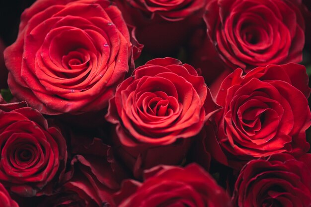 Bouquet di cento rose rosse Celebrazione di fidanzamento o matrimonio