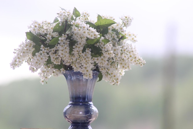 bouquet di ciliegio