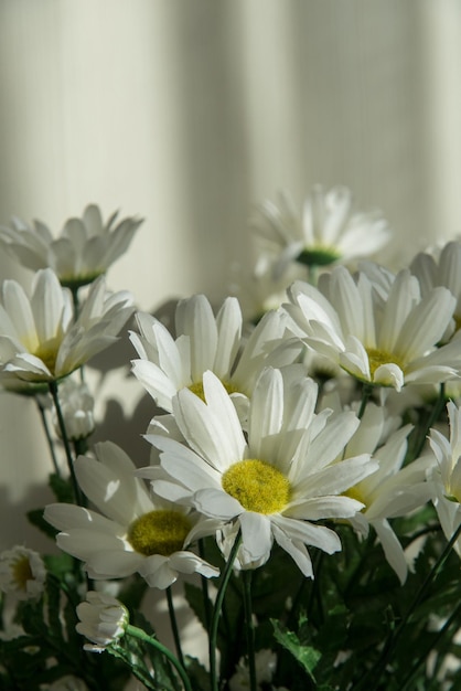 Bouquet di crisantemi bianchi su fondo di legno bianco. Luce solare e ombra.