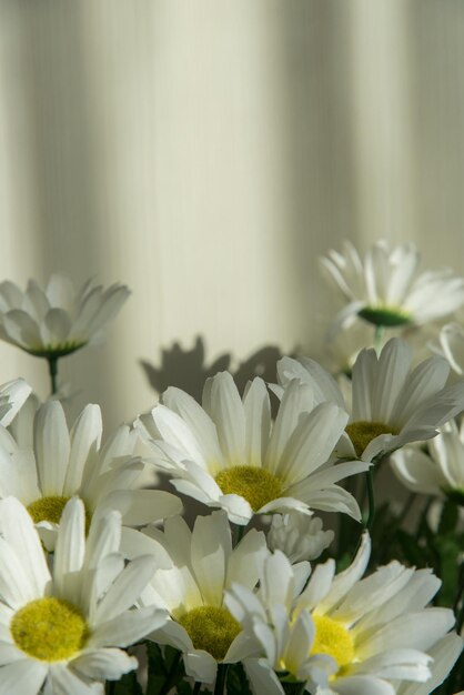 Bouquet di crisantemi bianchi su fondo di legno bianco. Luce solare e ombra.