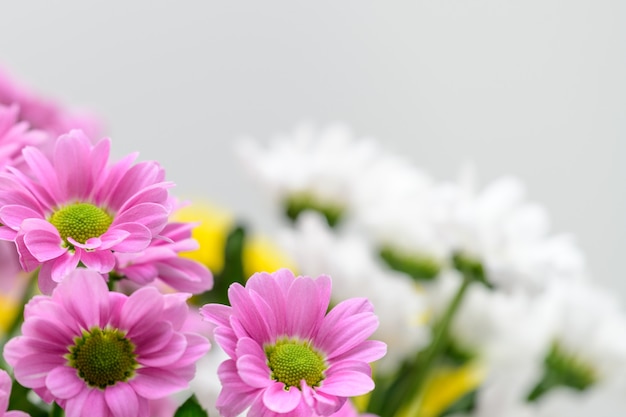 Bouquet di crisantemi rosa e bianchi sfondo per biglietto di auguri