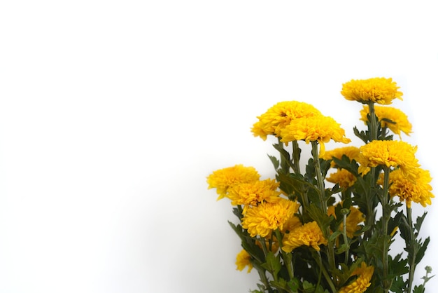 bouquet di crisantemi su sfondo bianco