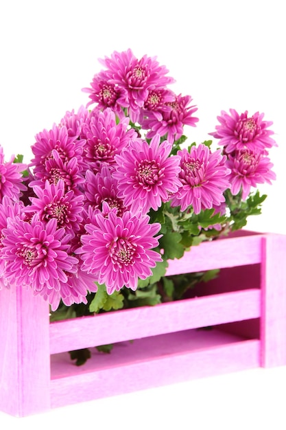 Bouquet di crisantemo rosa autunnale in cassa di legno rosa isolata su bianco
