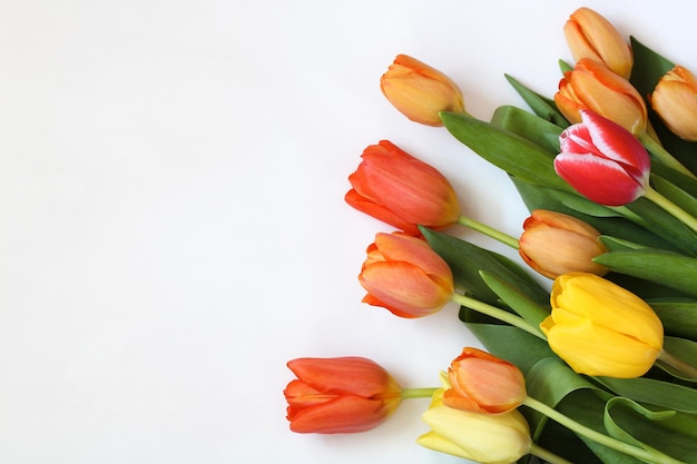 Bouquet di diversi tulipani su bianco con un posto per copiare lo sfondo floreale di primavera