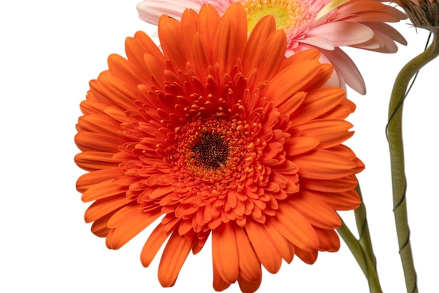 Bouquet di fiori colorati di gerbera isolati su sfondo bianco