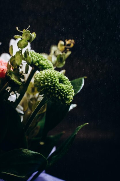 bouquet di fiori con gocce d'acqua su uno sfondo scuro crisantemo