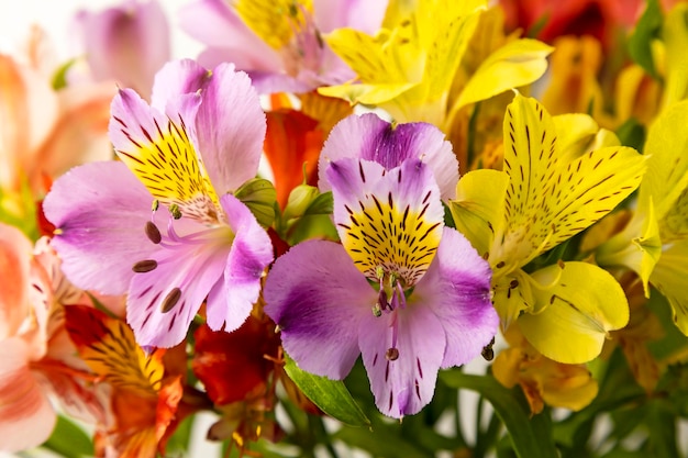 Bouquet di fiori di alstroemeria da vicino su sfondo bianco